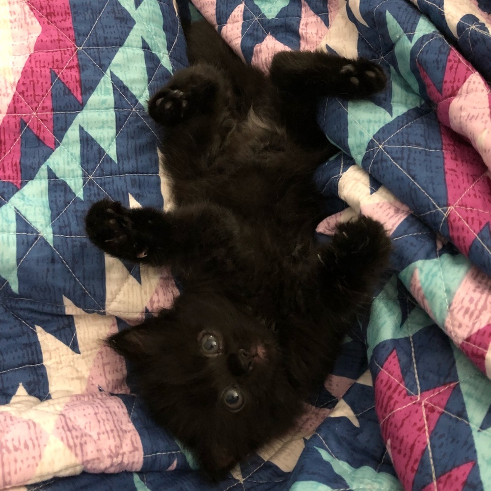 Meet your Posher, Alyssa